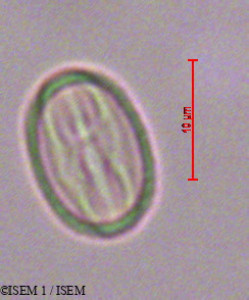 Weinmannia tinctoria - lame n° 28624